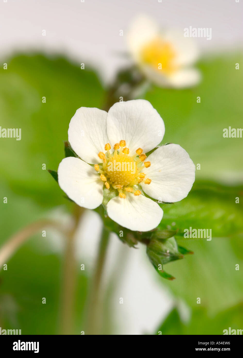 White flowers wild strawberry hi-res stock photography and images - Alamy