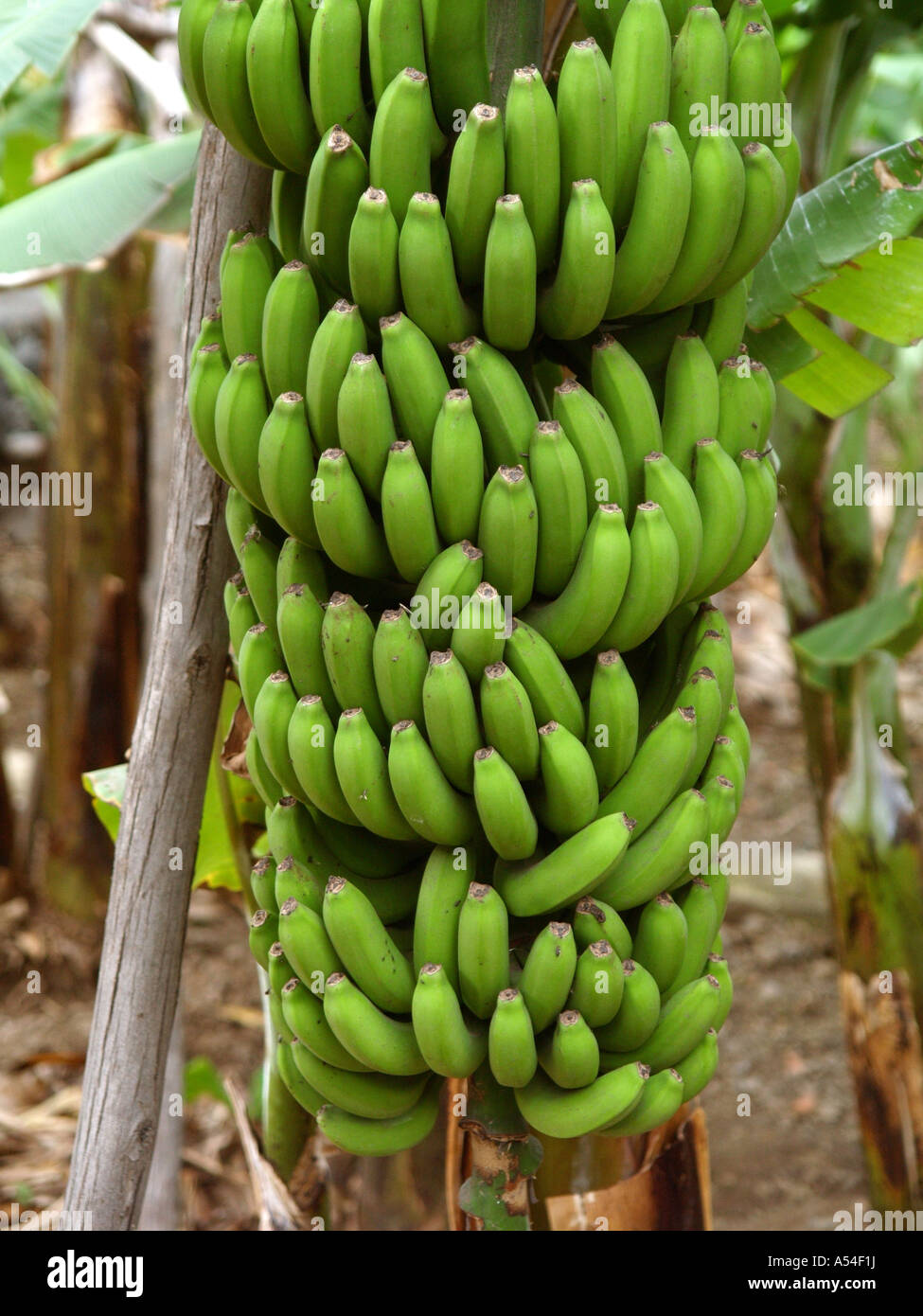 banana plant, bananas Stock Photo - Alamy