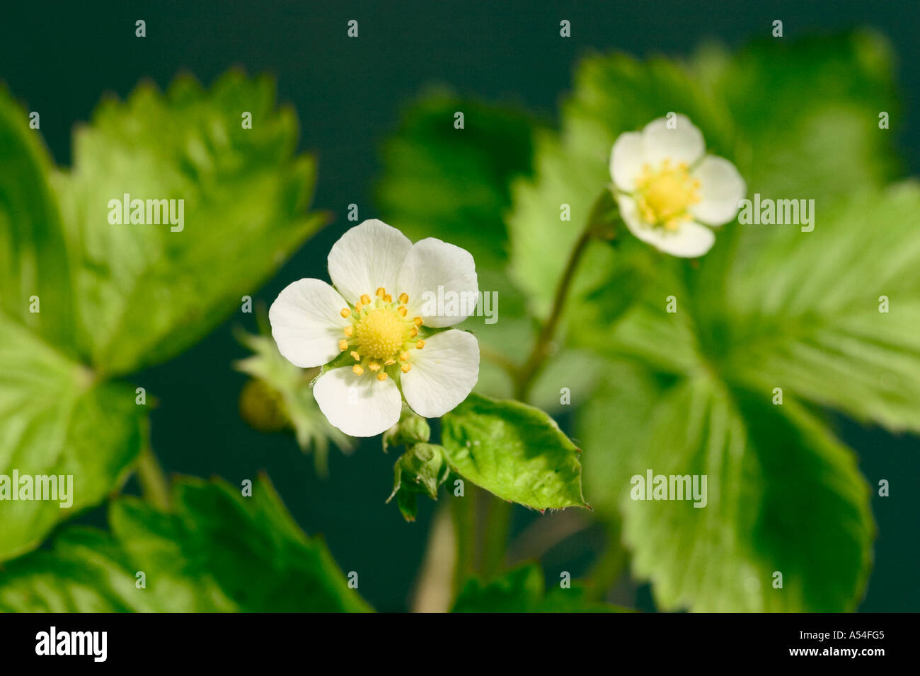 Flowering wild strawberry hi-res stock photography and images - Alamy