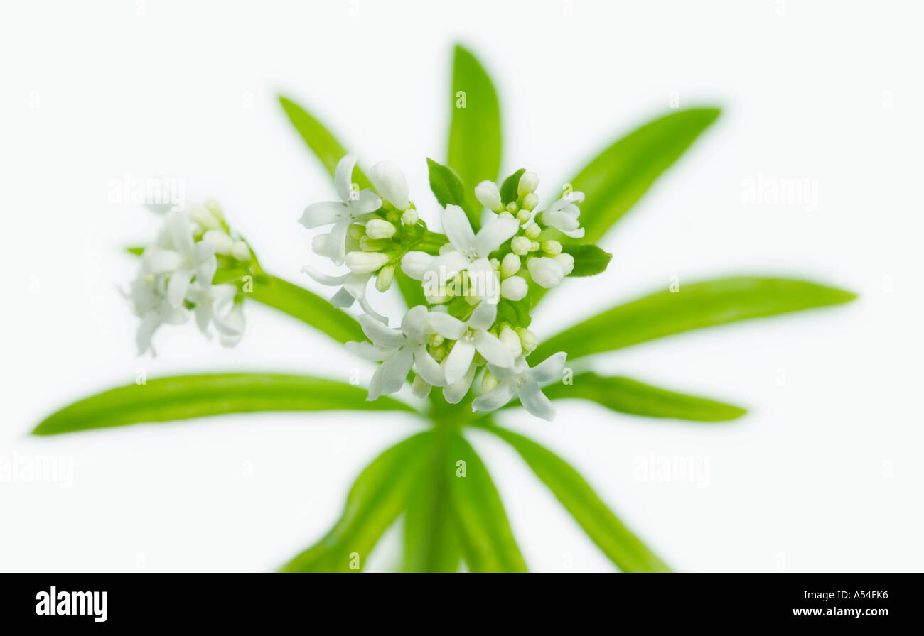 A single sprig of a sweet woodruff plant. Stock Photo