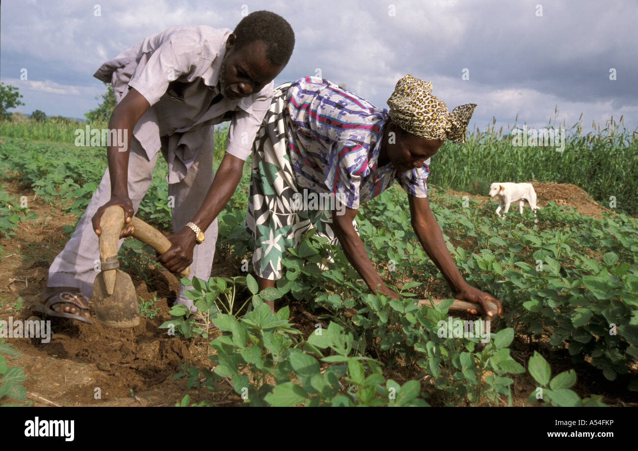 Painet hn2151 ghana farmers bongo bolgatanga cultivating soya beans beneficiaries high protein nutrition project country Stock Photo