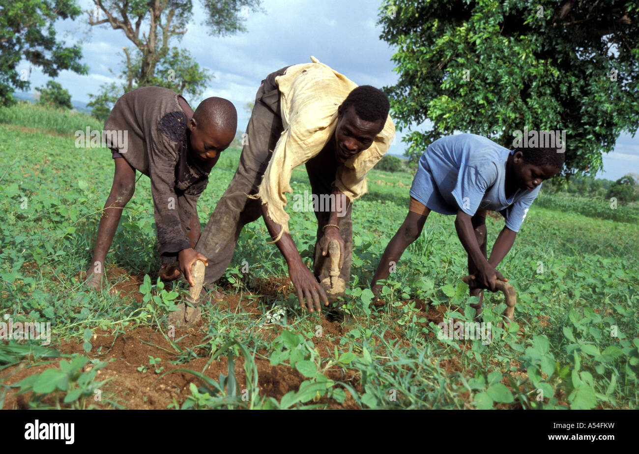 Painet hn2153 7652 ghana boys bongo bolgatanga cultivating soya beans country developing nation less economically developed Stock Photo