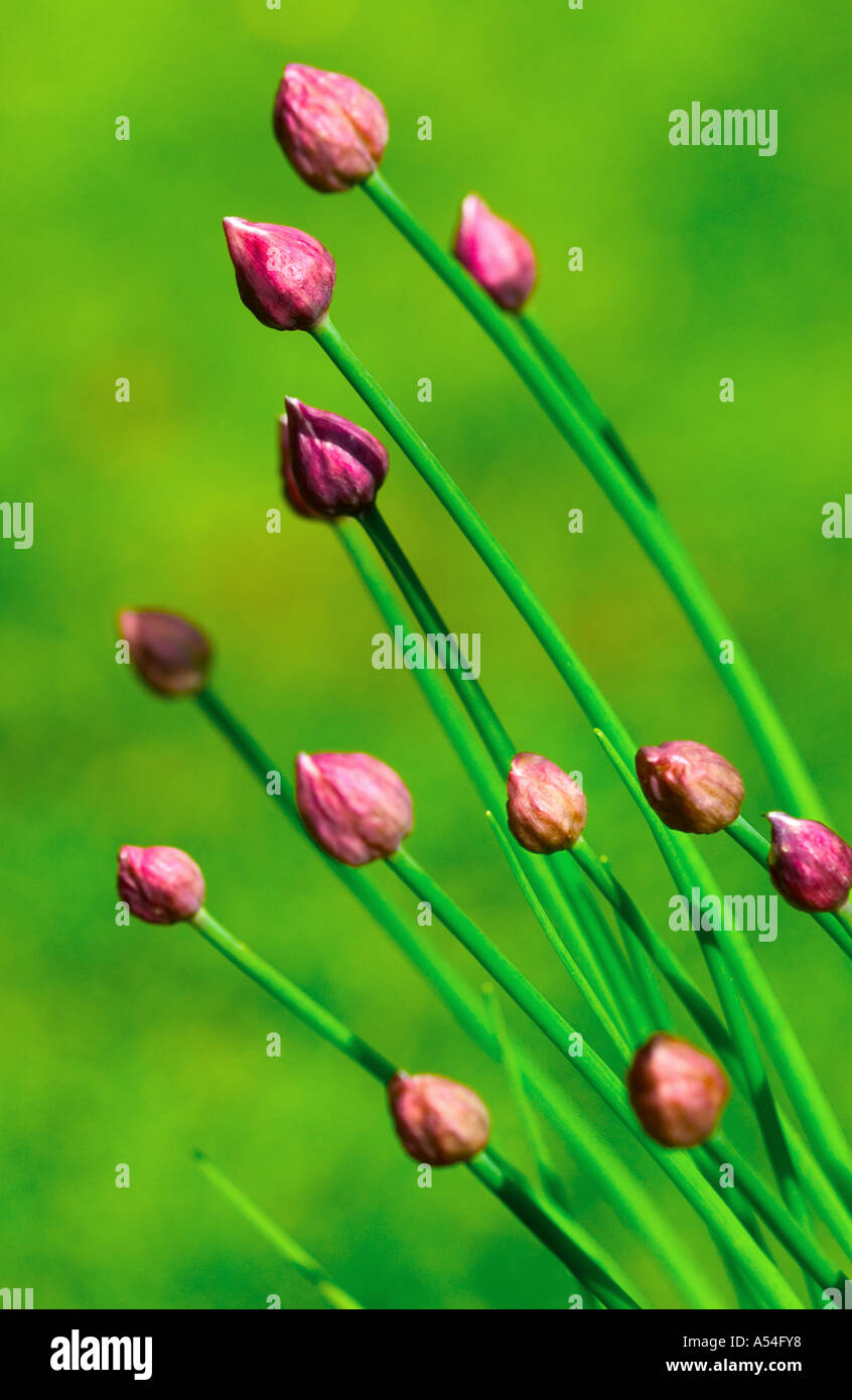 Closeup shot buds pink hi-res stock photography and images - Alamy