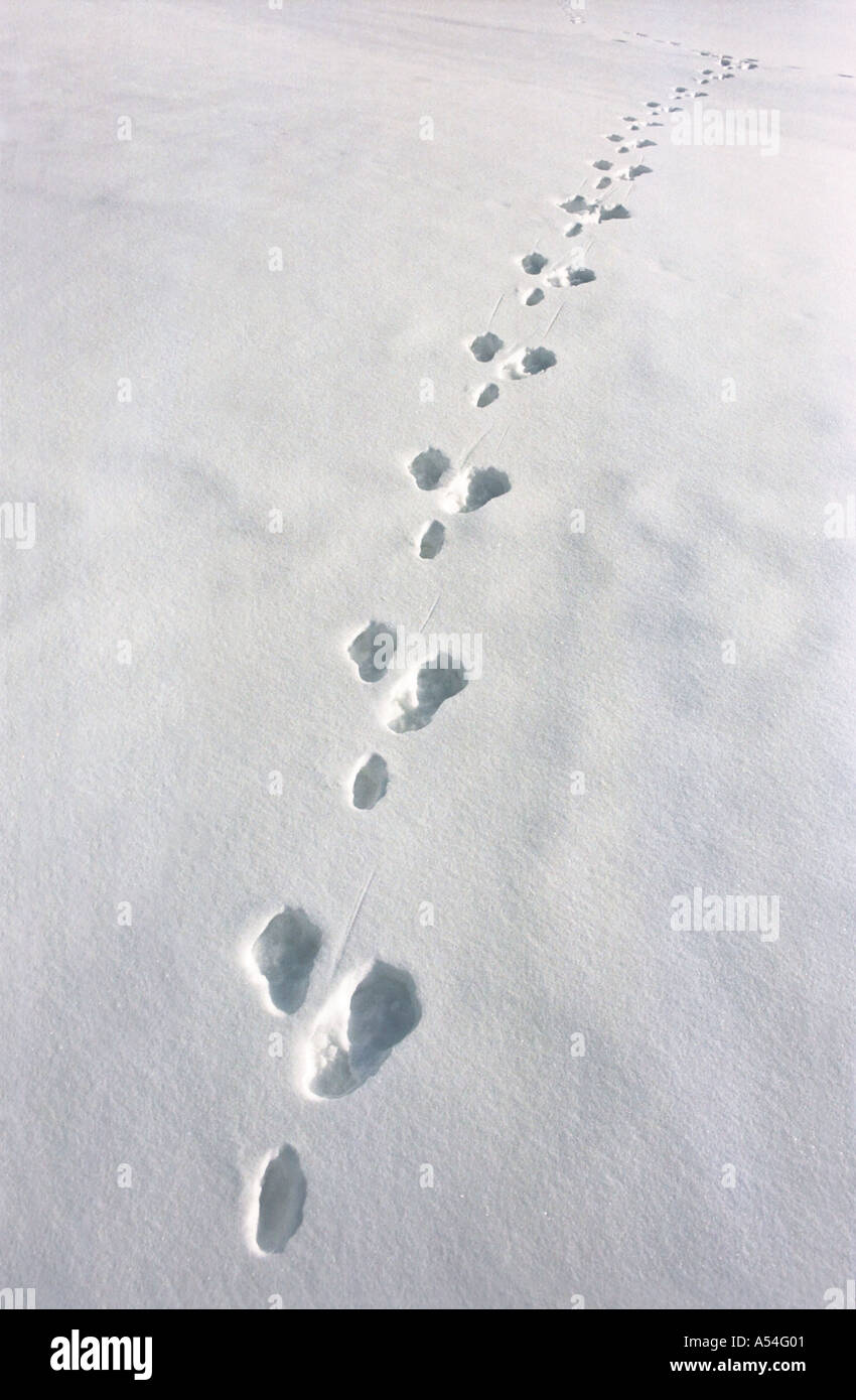 Track left by hare Altai Siberia Russia Stock Photo