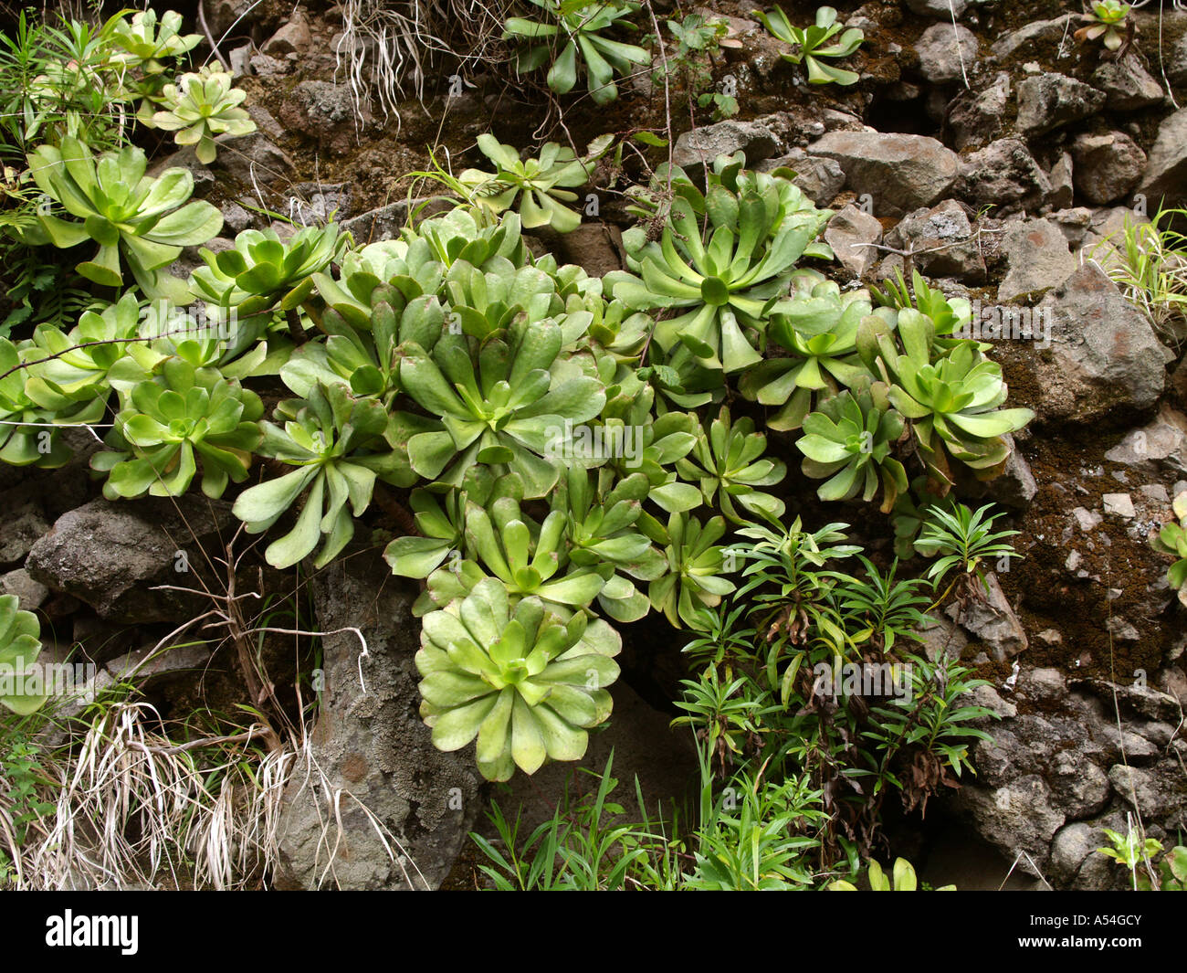 plants of Madeira, succulent plants on rock wall, Aeonium glutinosum Stock Photo