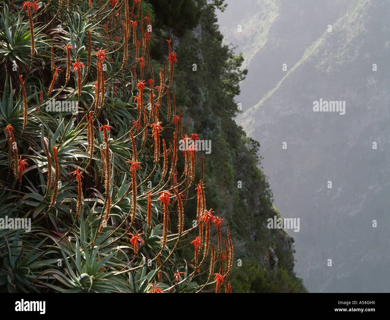 flowerage of Madeira, flowers of tree aloe, Aloe arborescens Stock Photo