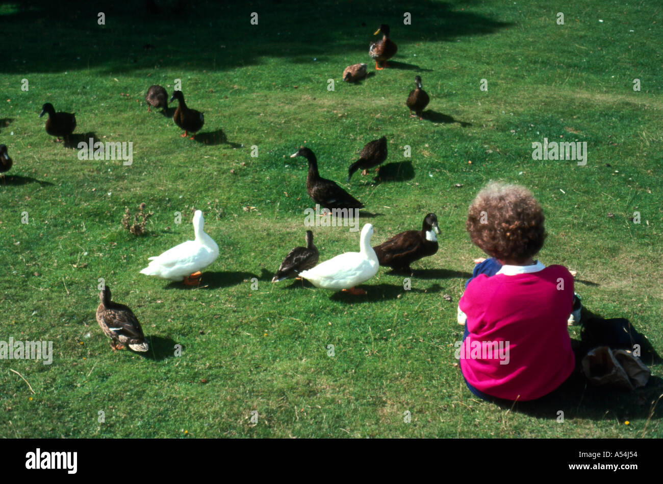 Child feeding ducks Stock Photo