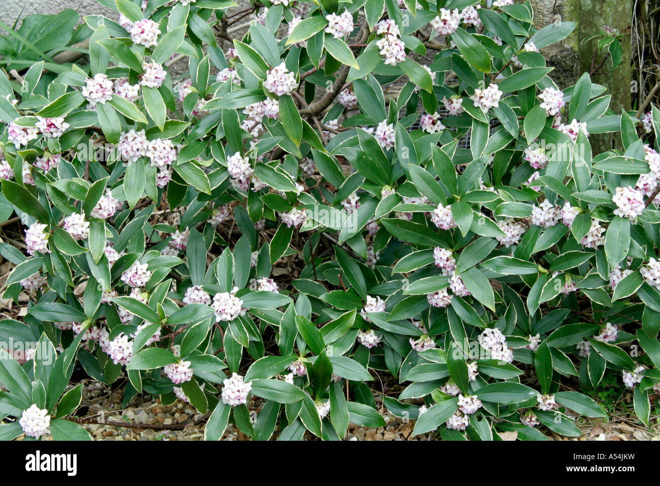 Daphne odora aureomarginata Stock Photo