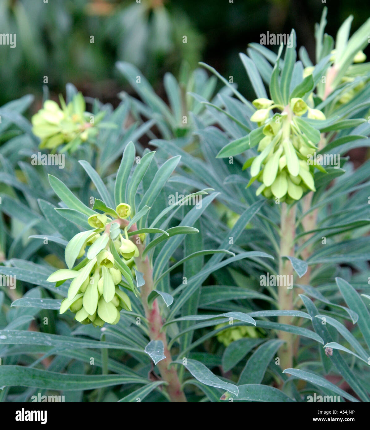 Euphorbia characias subsp wulfenii Lambrook Gold Stock Photo