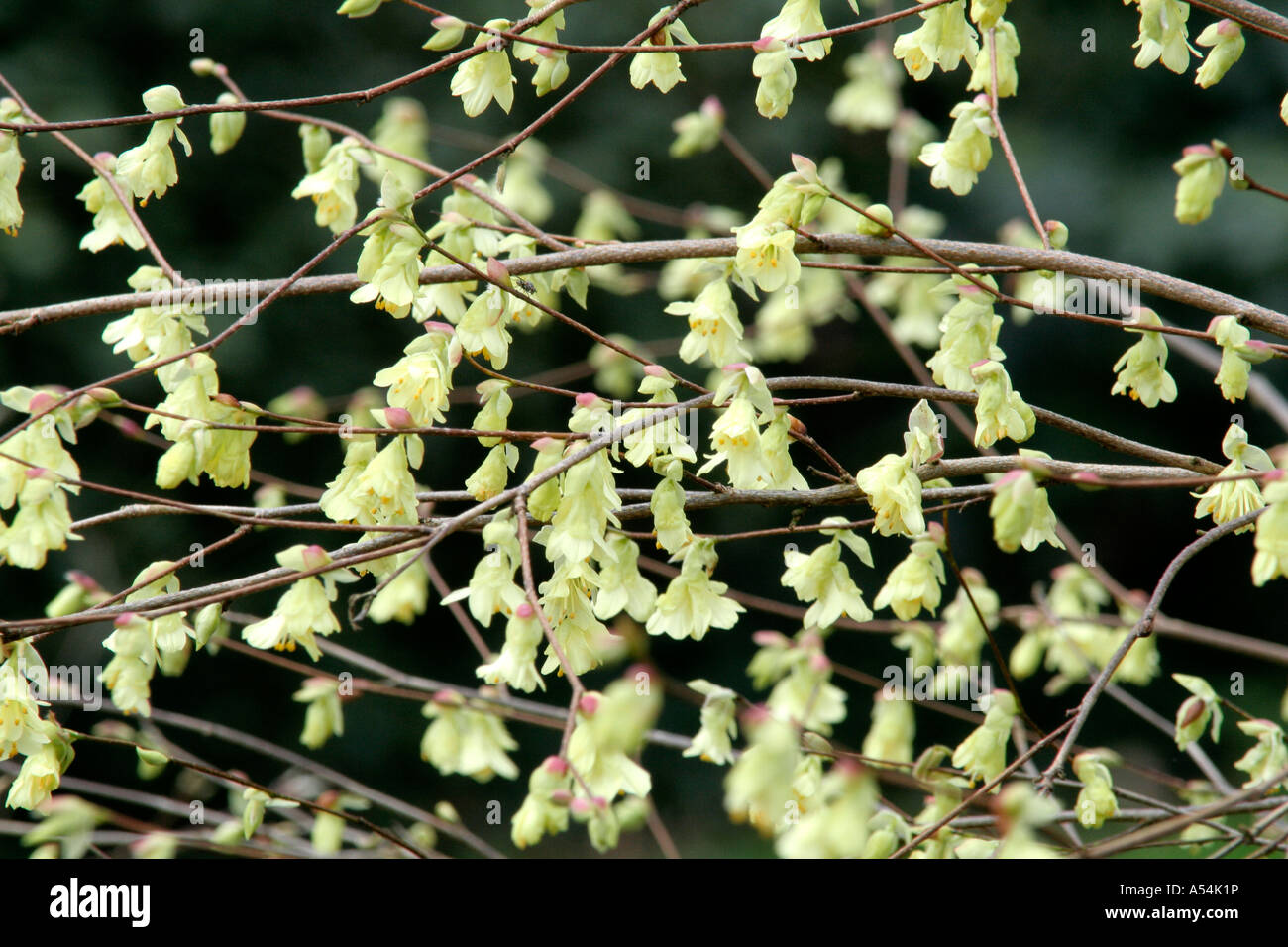 Corylopsis pauciflora March 1st Stock Photo