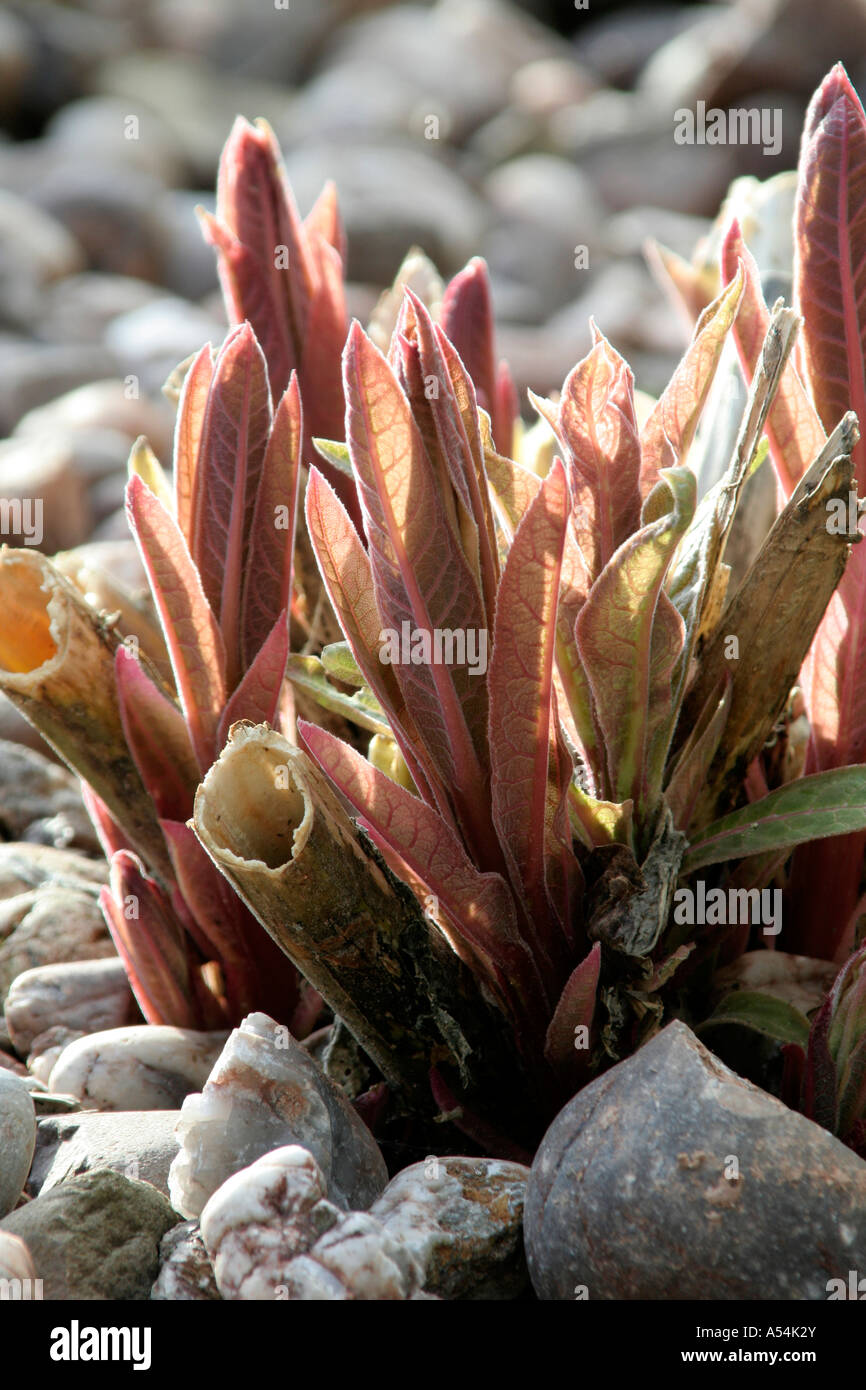 Lobelia tupa new shoots March 1st Stock Photo