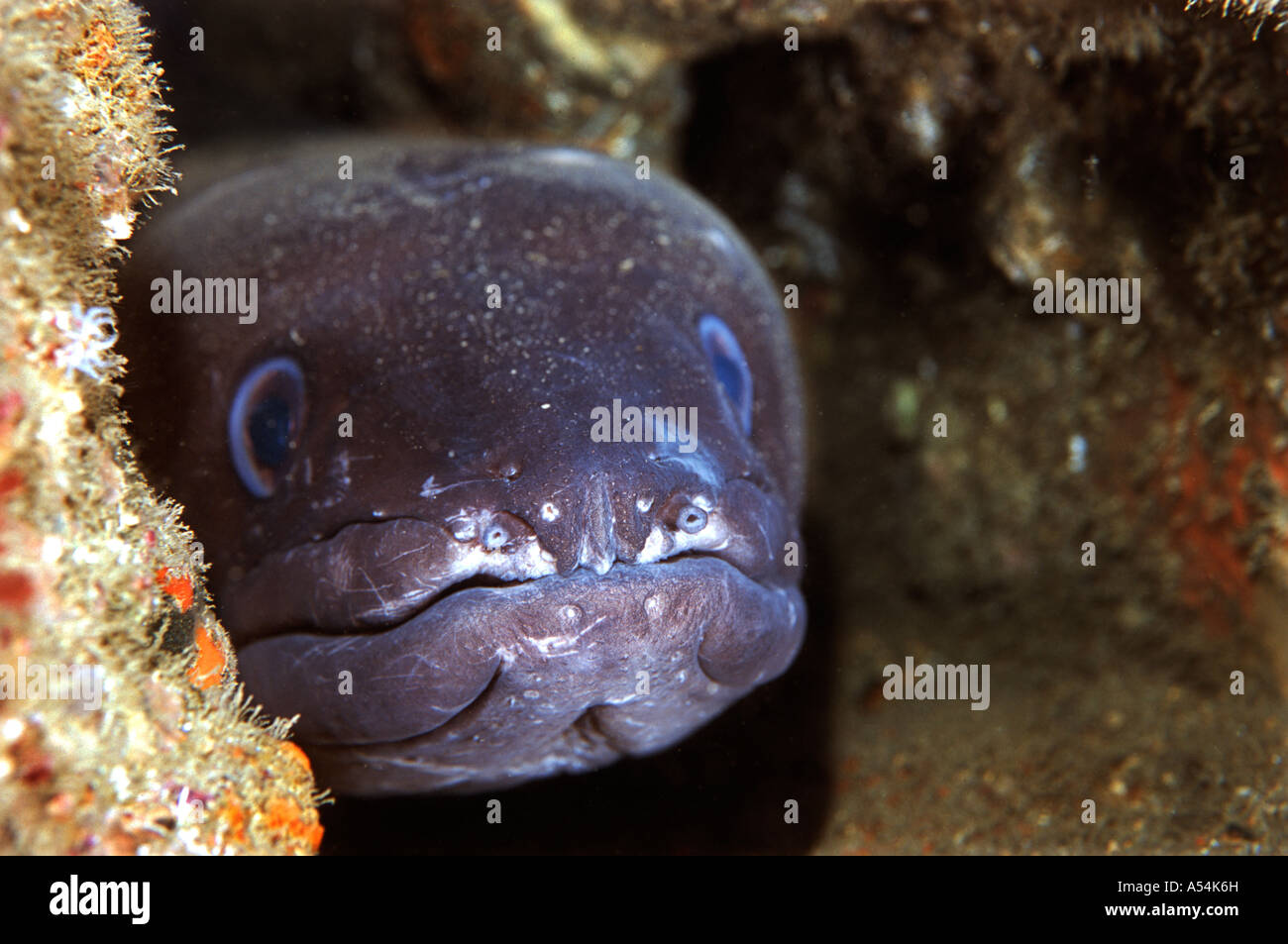 Conger eel Conger conger Stock Photo - Alamy