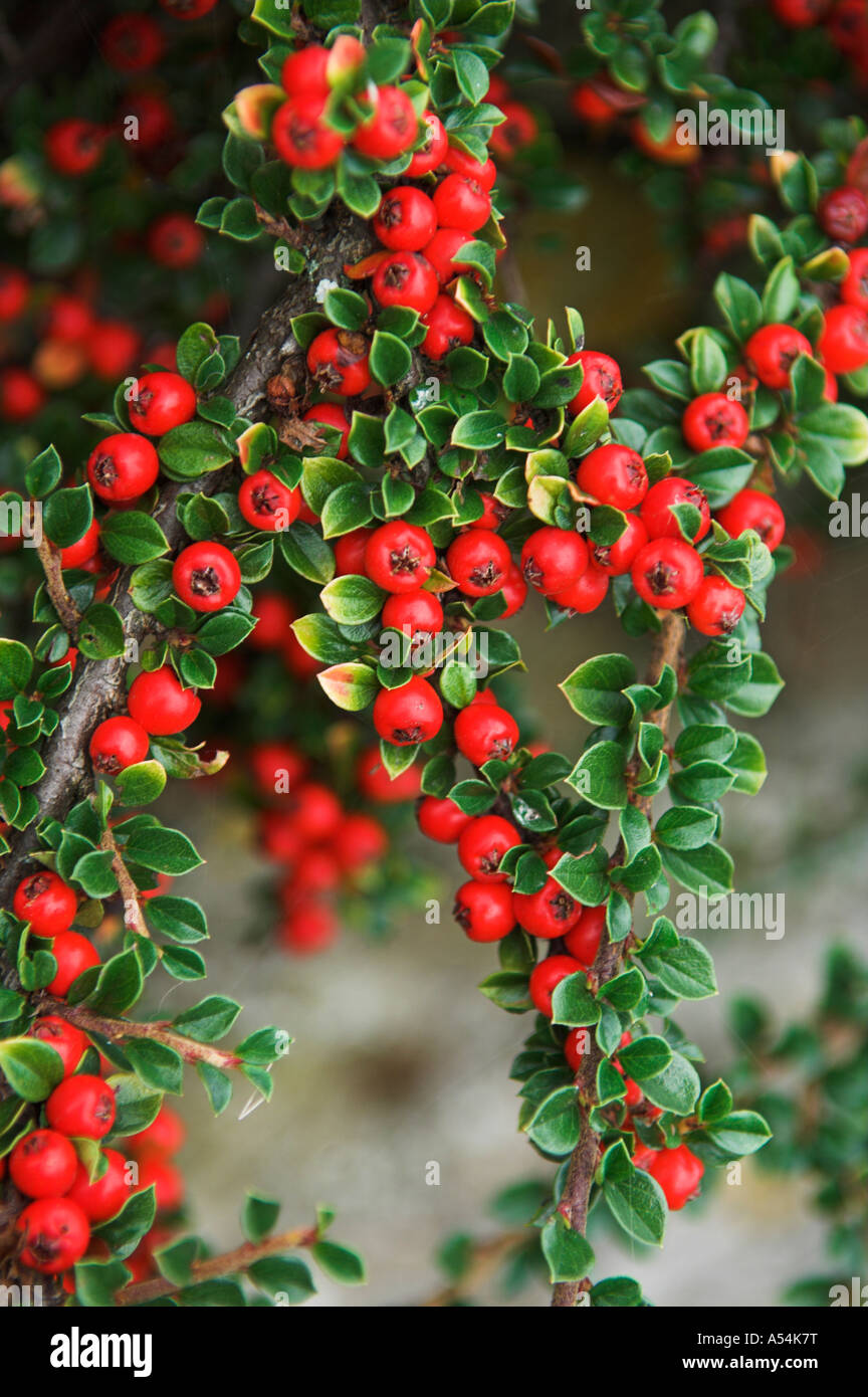 Cotoneaster horizontalis shrub with red berries in autumn Hybridus pendulus Stock Photo