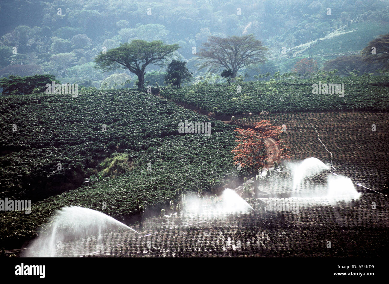 Coffee Plantation Grecia Costa Rica Stock Photo Alamy