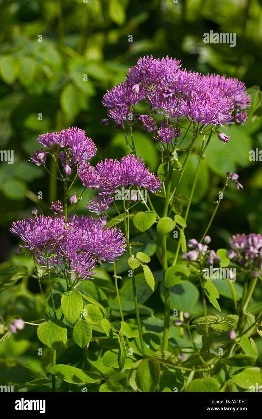 A natural shot of meadow rue. Stock Photo