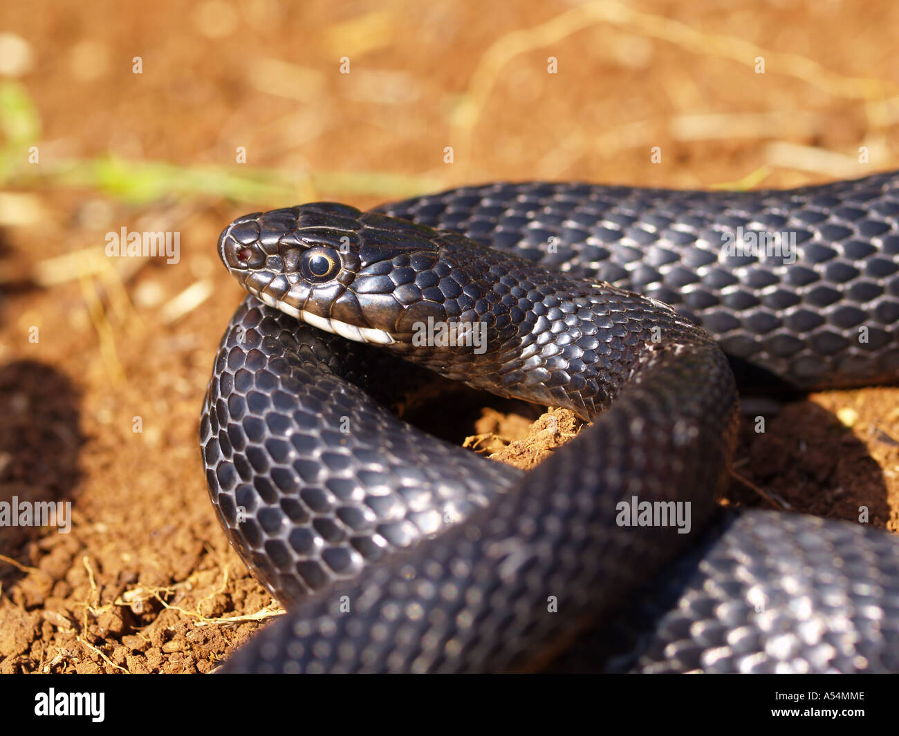 Coluber Viridiflavus High Resolution Stock Photography and Images - Alamy