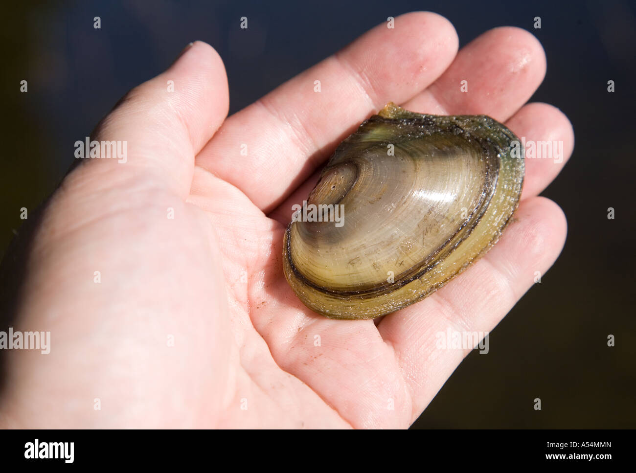 Swan mussel (Anodonta piscinalis) , Finland Stock Photo