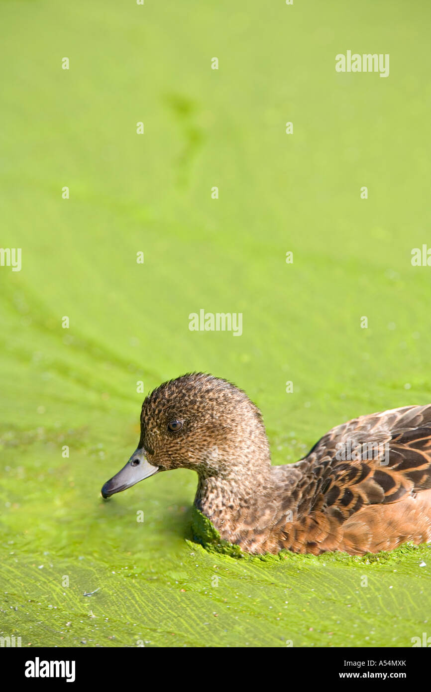 European wigeon ( Anas penelope ) swimming in a heavy growth of  cyanobacteria  ( blue-green algae ) , Finland Stock Photo