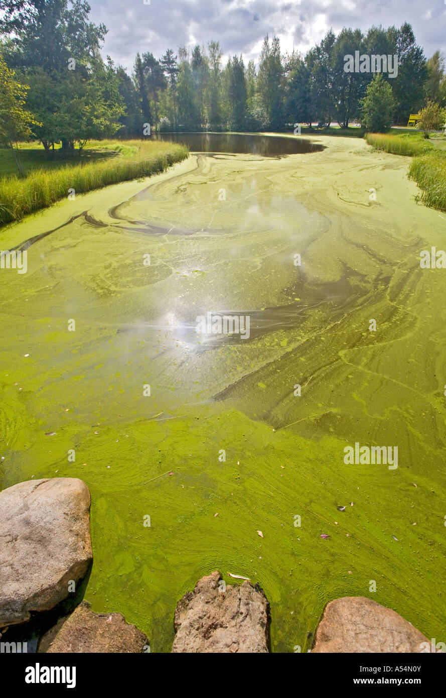 Heavy growth of cyanobacteria ( bluegreen algae ) at the water surface