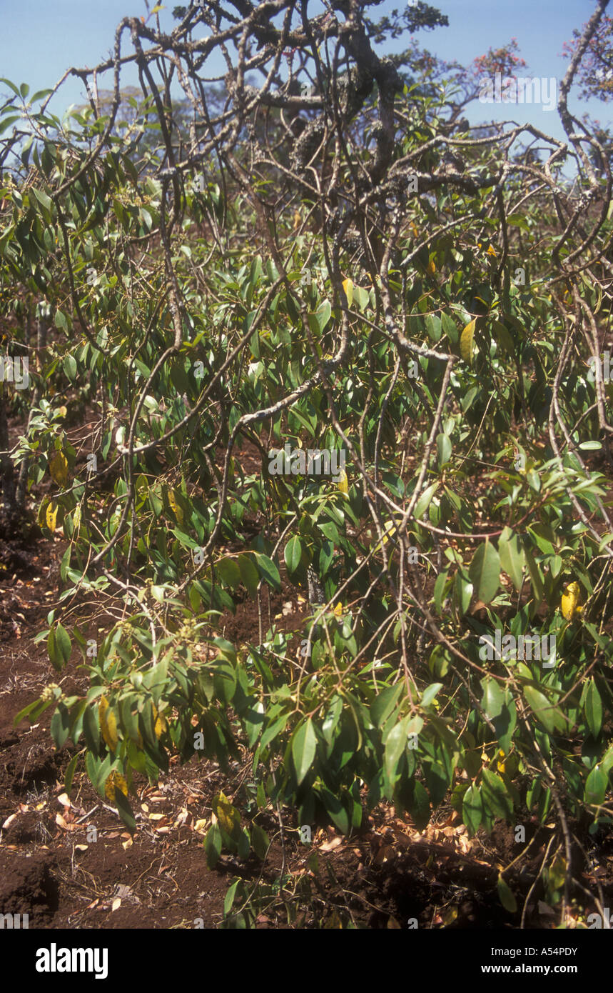 Close up showing leaves of bush growing the herb Miraa or khat in Meru