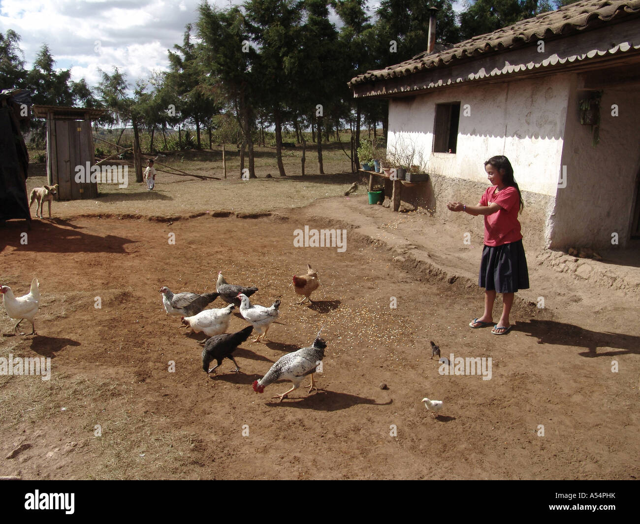 ip1803 honduras girl feeding chickens marcala country developing