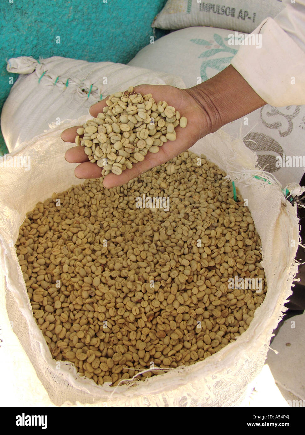Painet ip1830 honduras organic coffee beans espereanza country developing nation less economically developed culture Stock Photo