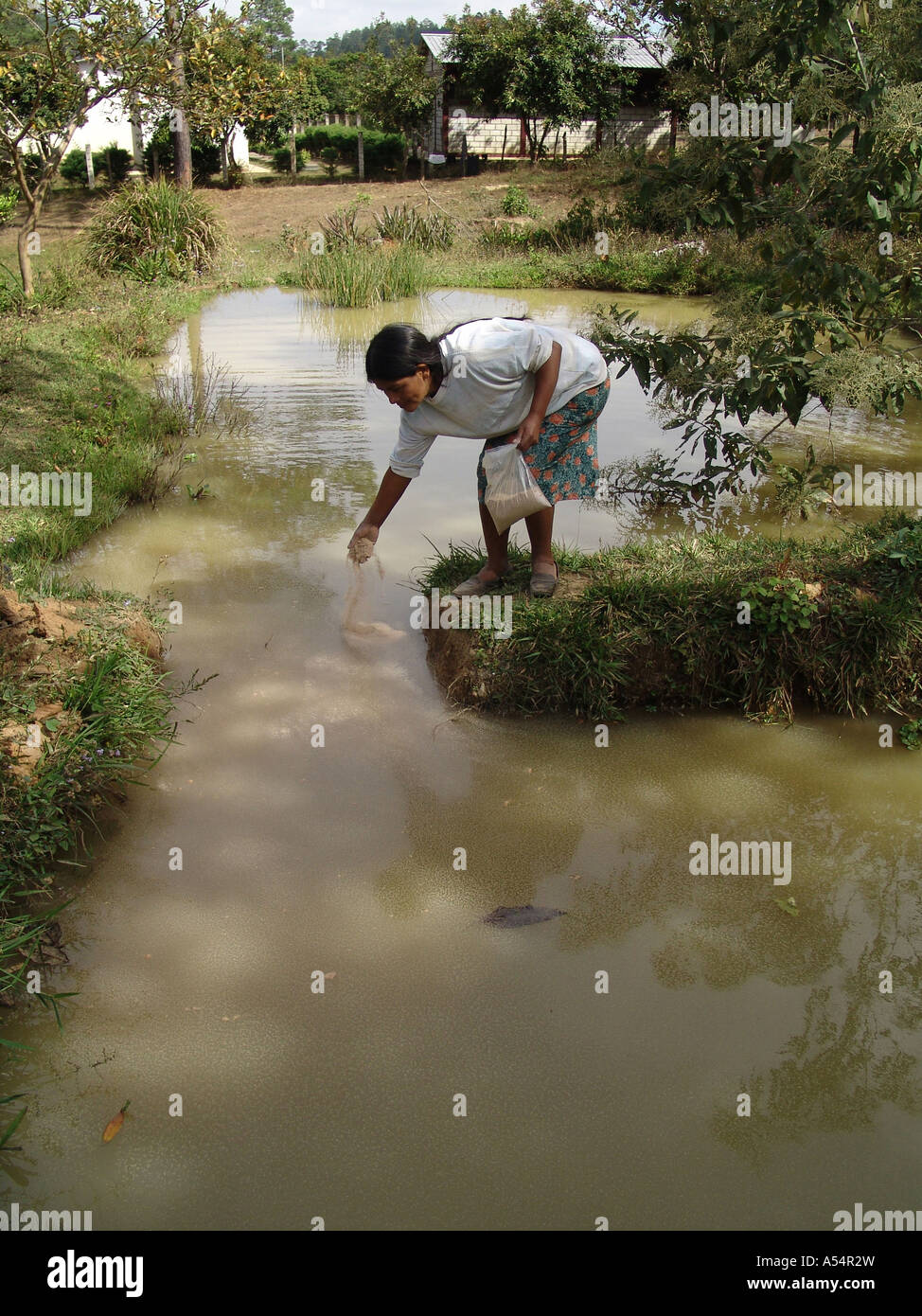 ip1851 honduras woman feeding tilapia fish farming project marcala country developing
