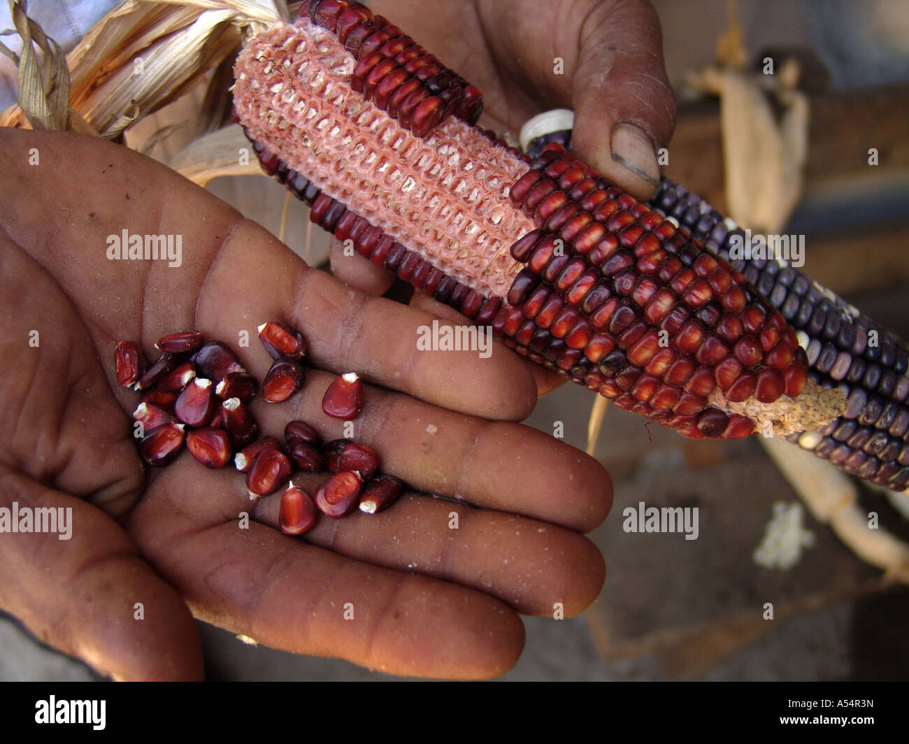 Painet ip1856 honduras varieties maize red kind marcala country developing nation less economically developed culture Stock Photo