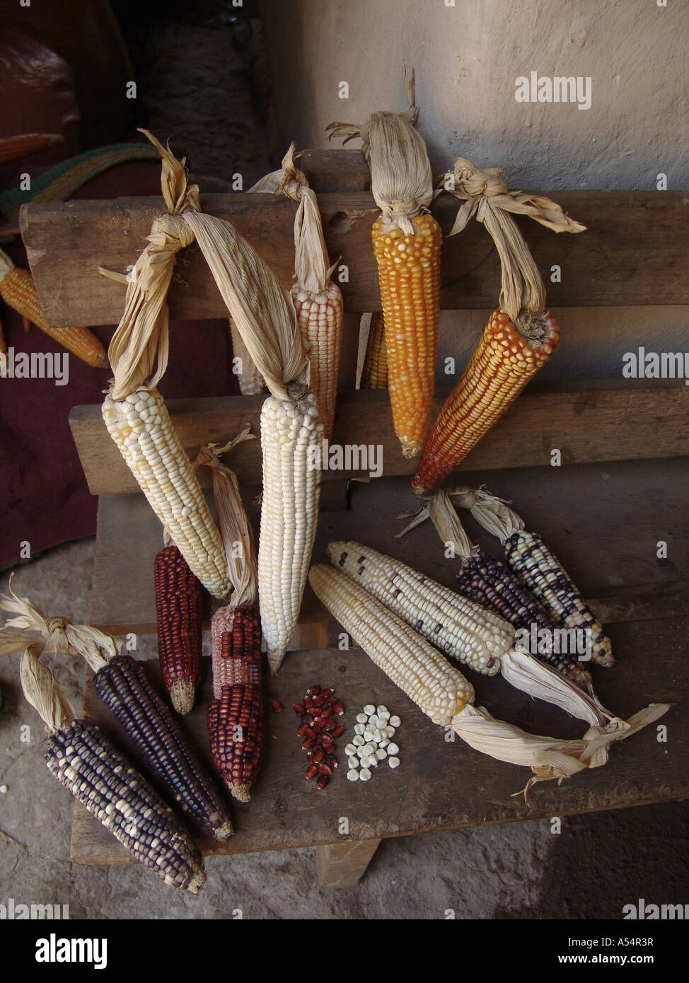 Painet ip1857 honduras selection different varieties maize corn farm marcala country developing nation less economically Stock Photo