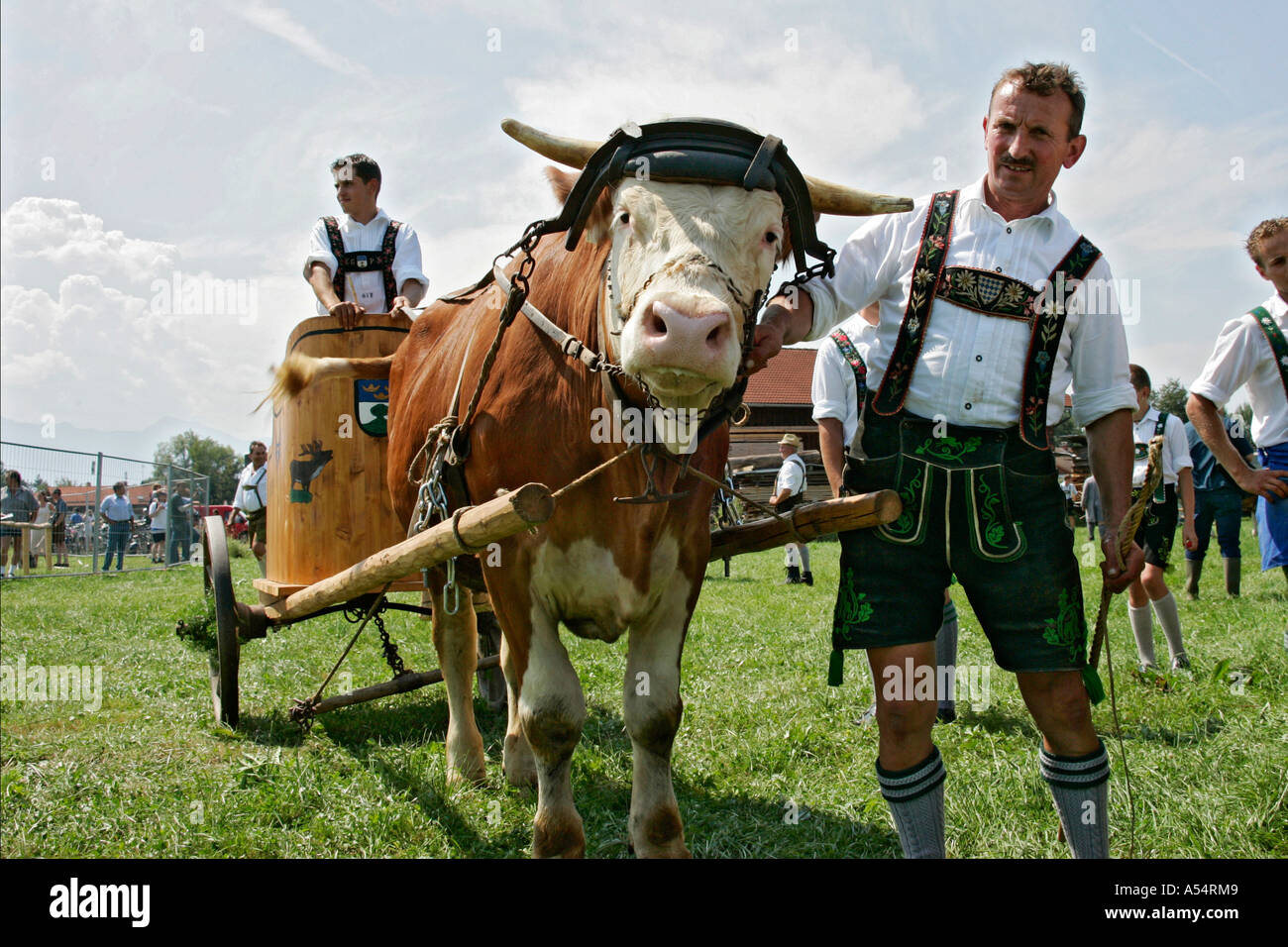 First oxrace of Bichl, August 8th 2004, Upper Bavaria, Germany Stock Photo