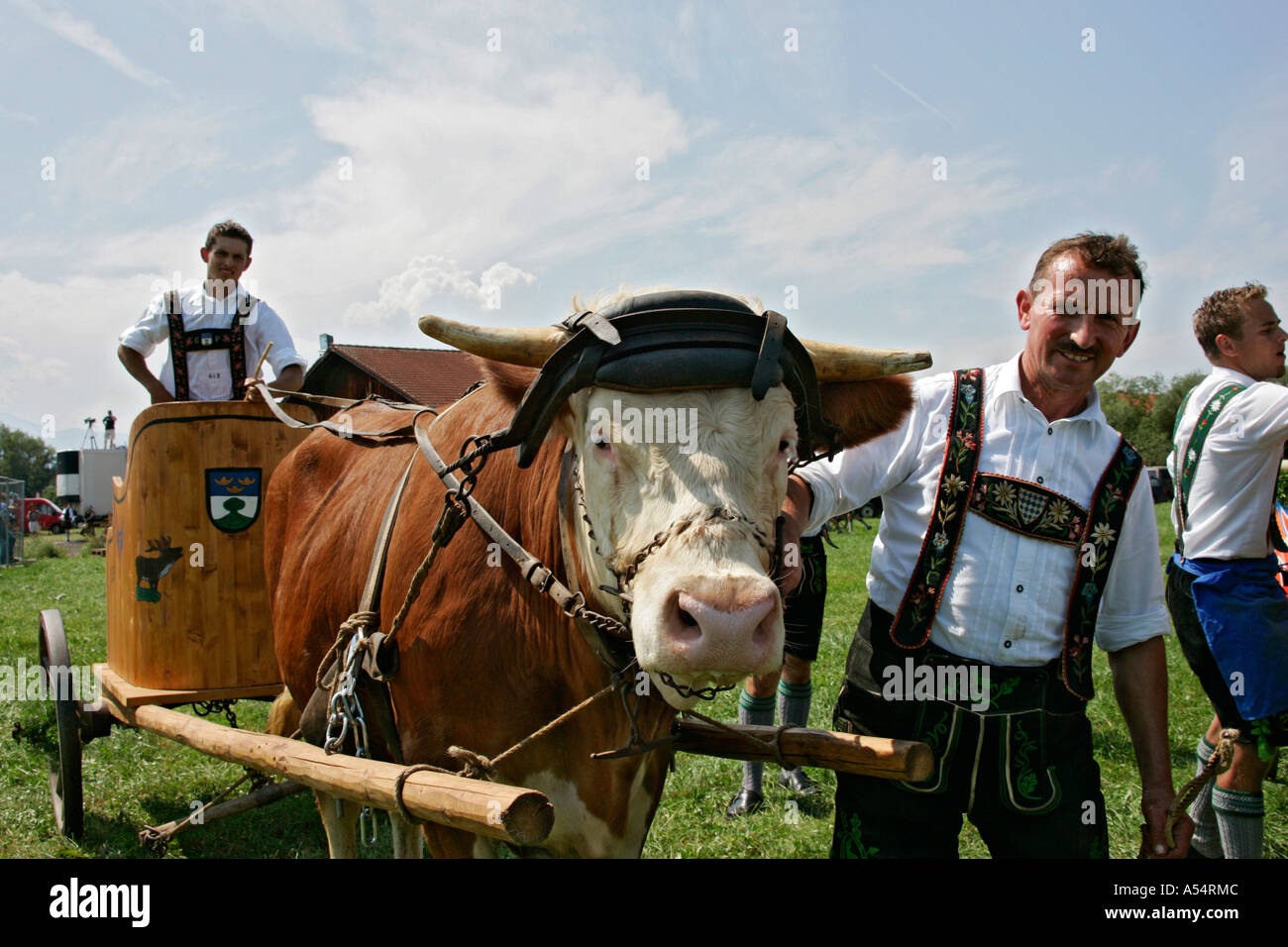 First oxrace of Bichl, August 8th 2004, Upper Bavaria, Germany Stock Photo