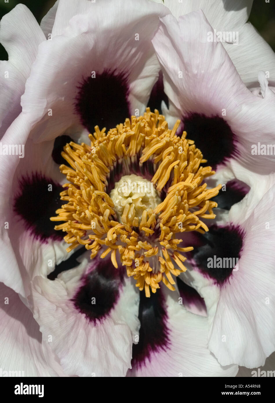 A close up of a peony flower Stock Photo - Alamy