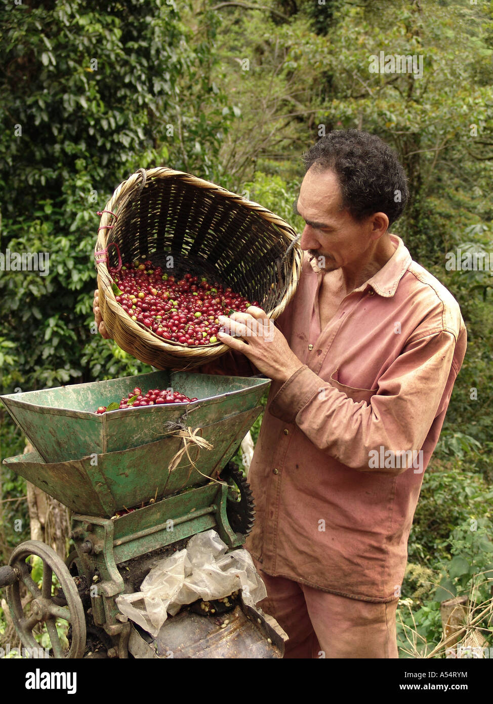 Painet ip1911 honduras farmer putting fresh coffee beans mill remove husk union oriente country developing nation less Stock Photo