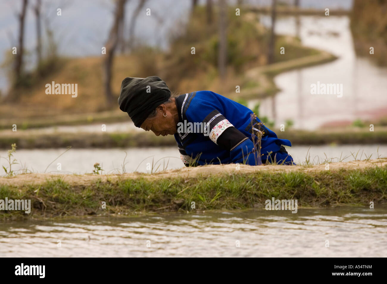 Minority woman working in the rice terraces Yuanyang China Stock Photo