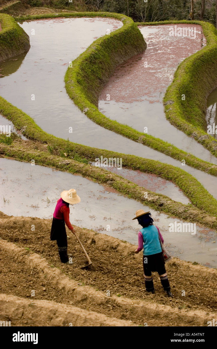 Sewing Rice Fields Sewing the seeds hi-res stock photography and images - Alamy