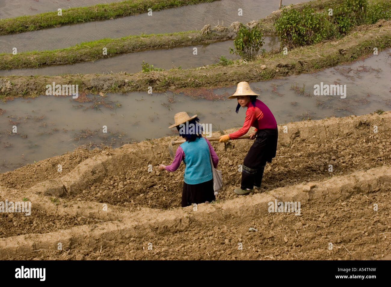 Sewing Rice Fields Women sewing seeds along rice terraces Yuanyang China Stock Photo - Alamy