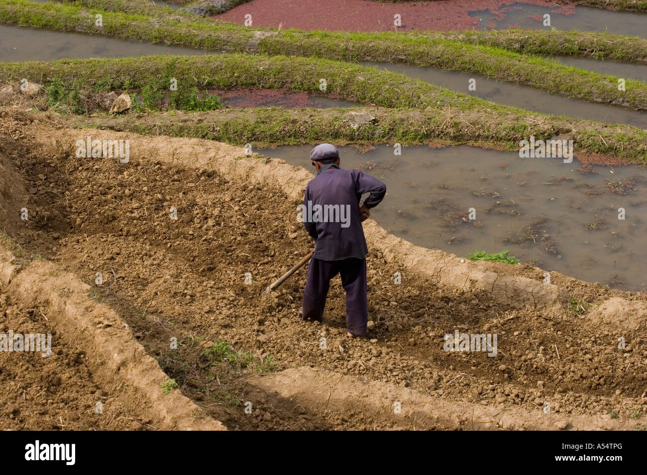 Sewing Rice Fields Sewing the seeds hi-res stock photography and images - Alamy