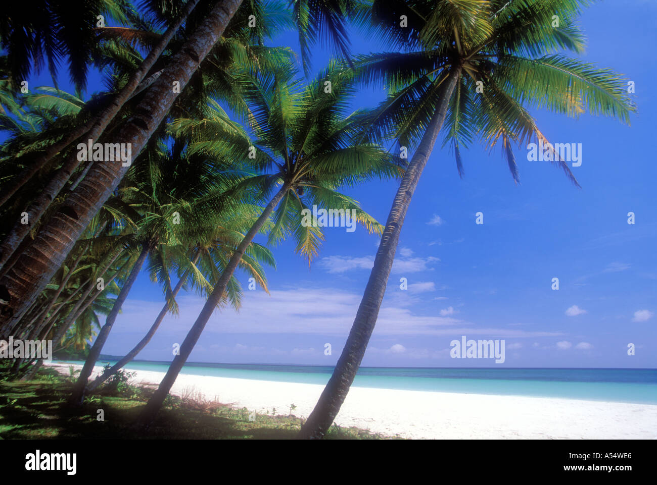 Tropical beach with palm trees hi-res stock photography and images - Alamy
