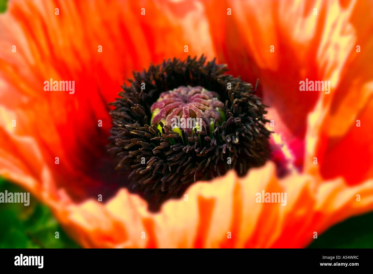 A close up of a singular oriental poppy flower Stock Photo