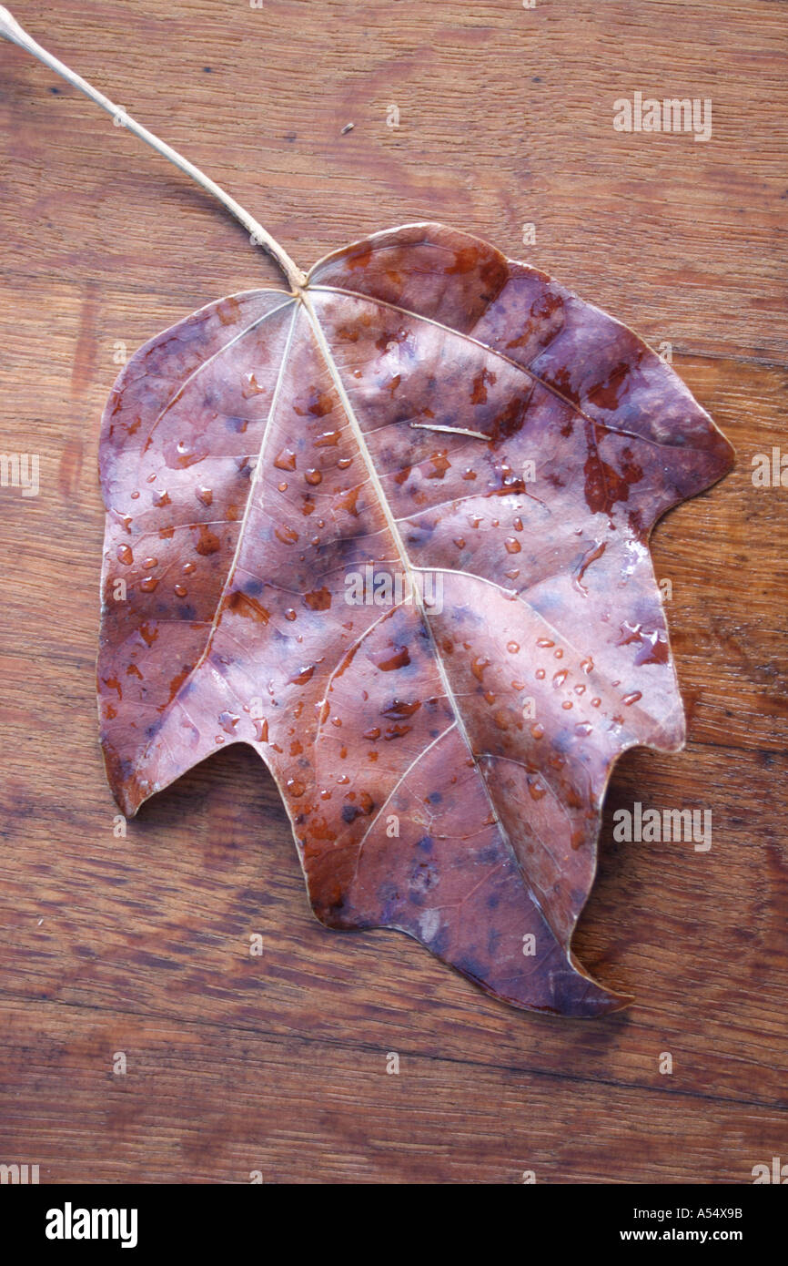 A DRIED UP LEAF SITTING ON A PIECE OF TIMBER Stock Photo Alamy