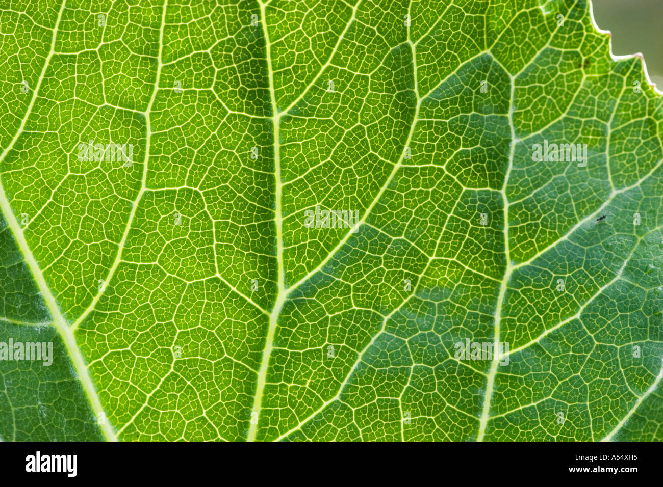 Leaf of butterbur - Petasites hybridus Stock Photo
