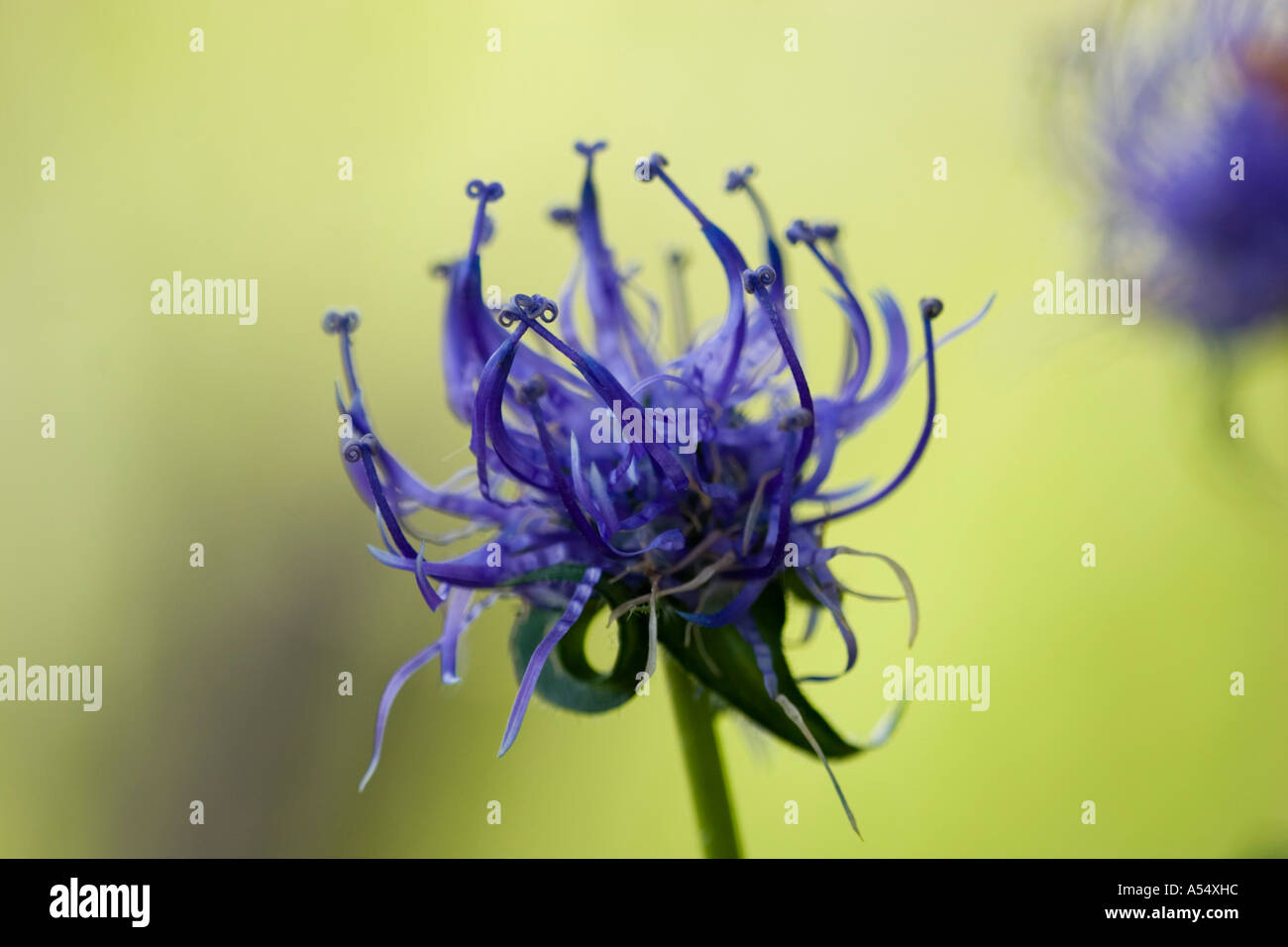 Roundheaded rampion Phyteuma orbiculare Stock Photo Alamy