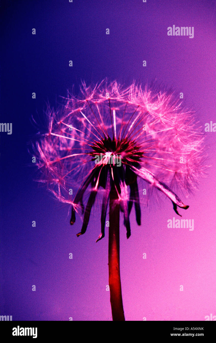 Dandelion clock ready to count down Edgartown MA Stock Photo Alamy