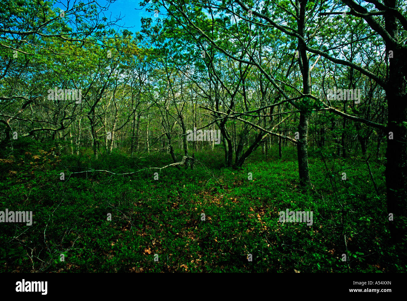 Scrub oak woods Edgartown MA Stock Photo Alamy