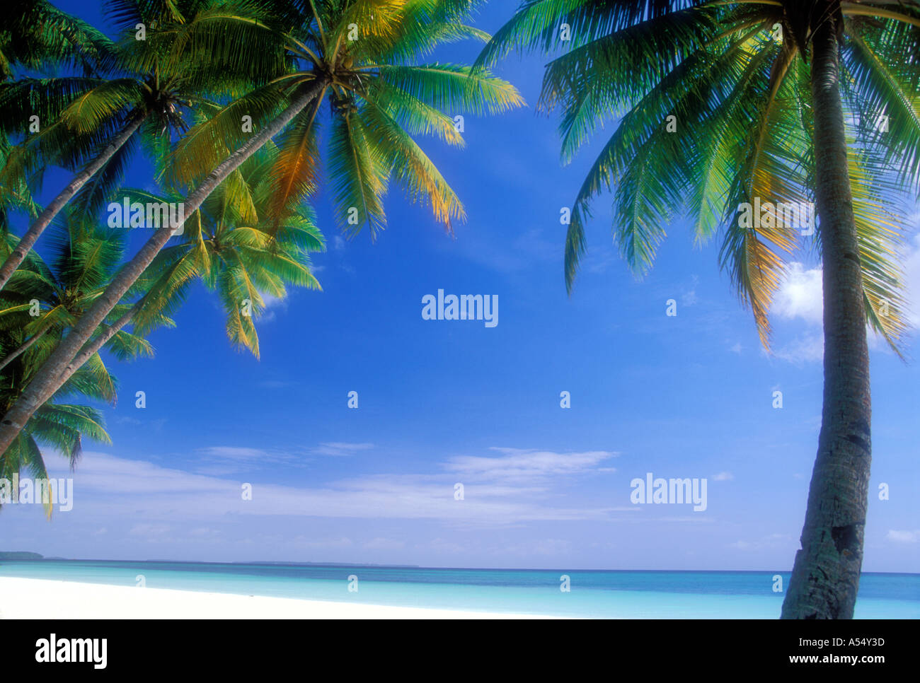 Tropical beach with palm trees hi-res stock photography and images - Alamy