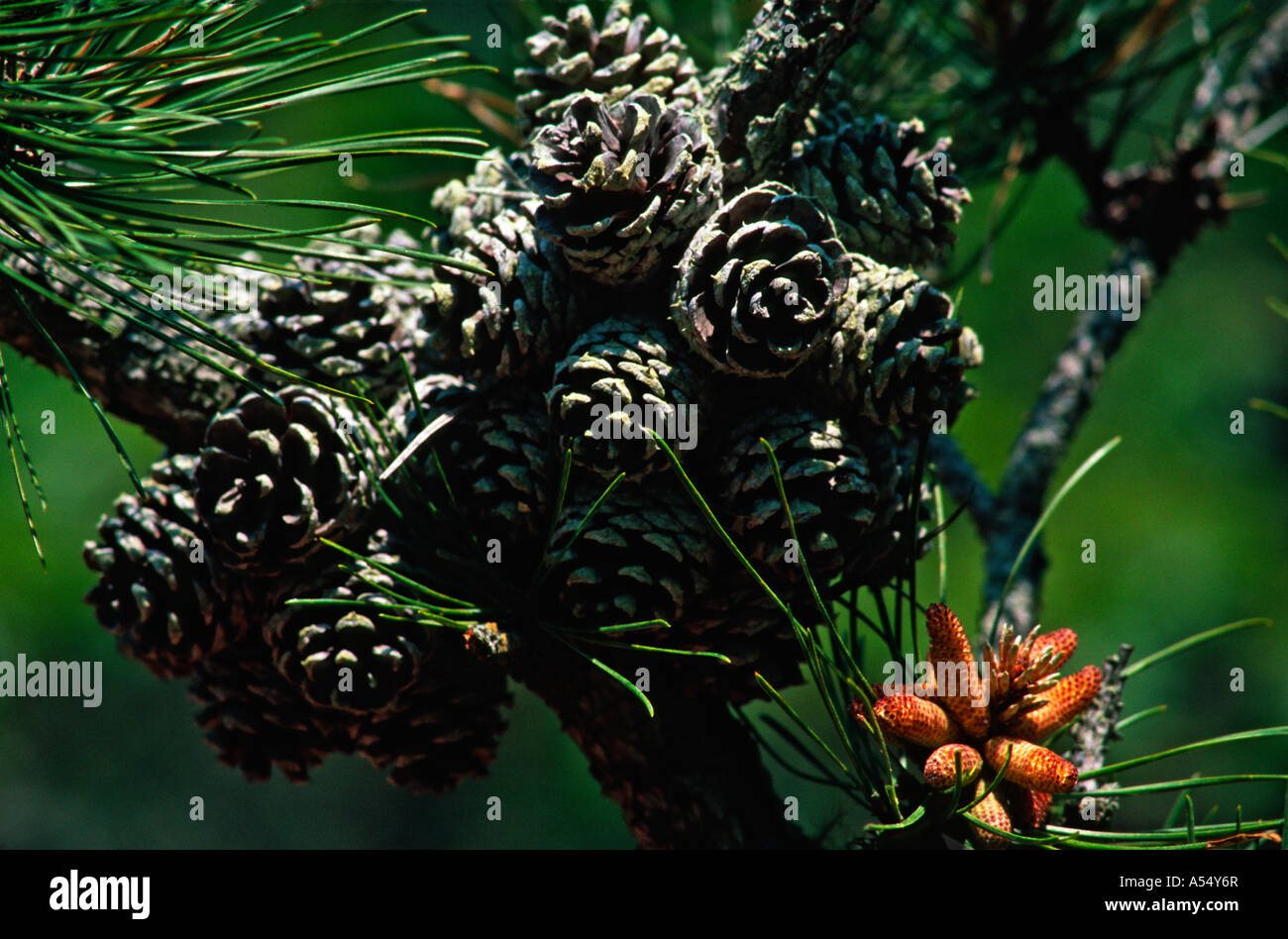 pinecone flower top of tree Edgartown MA Stock Photo