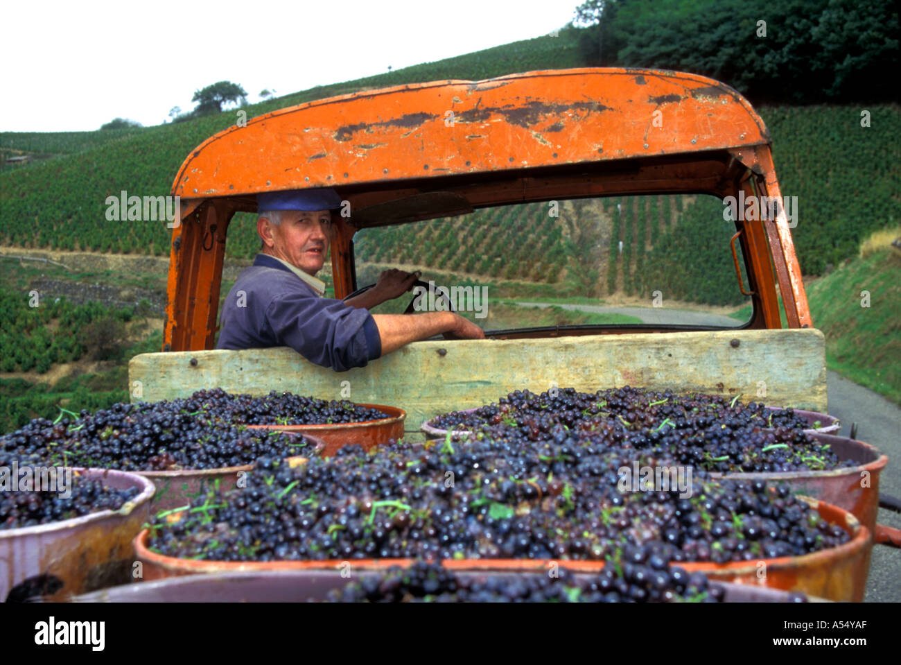 Europe France Burgundy vineyards grape harvest wine vineyard worker