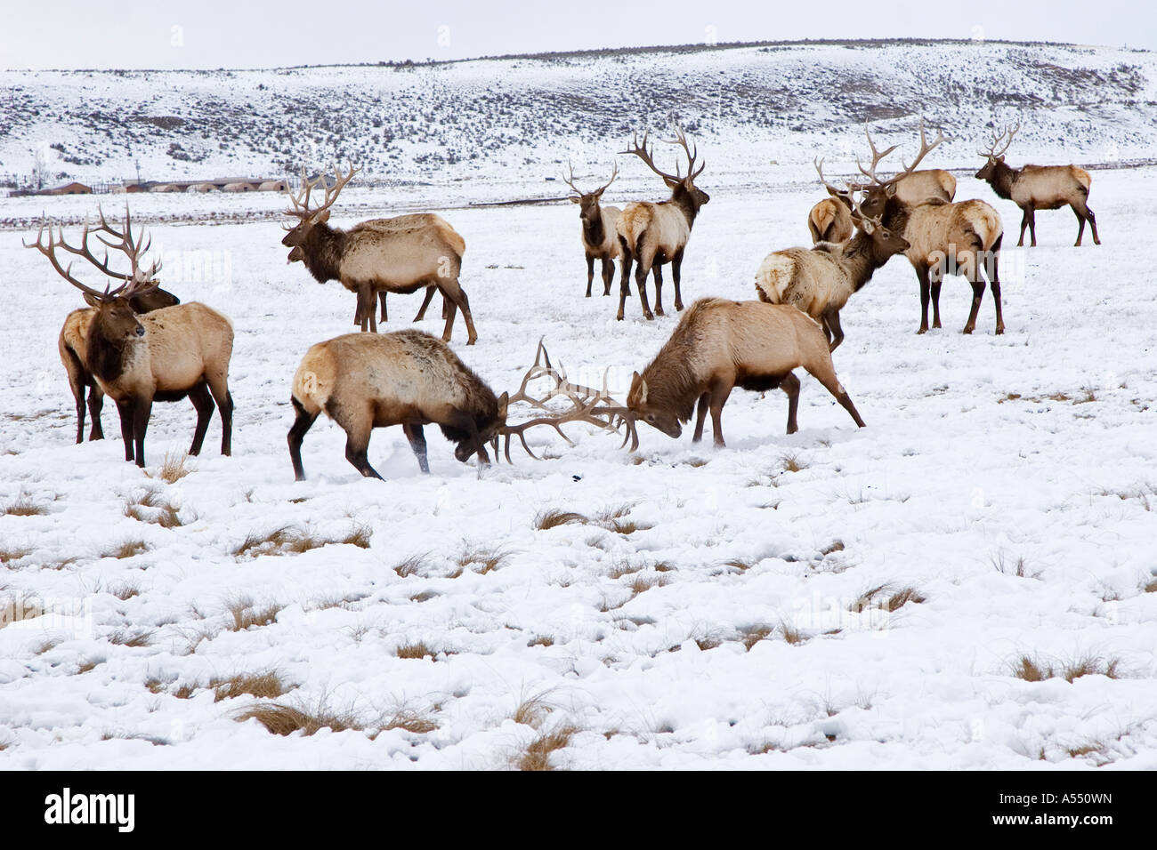 National Elk Refuge Stock Photo Alamy