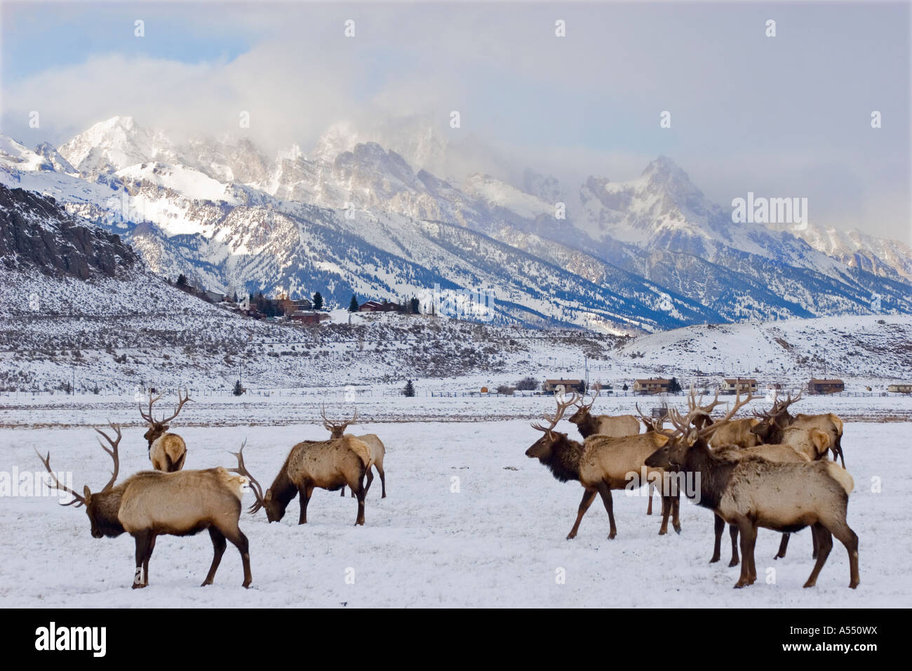 National Elk Refuge Stock Photo