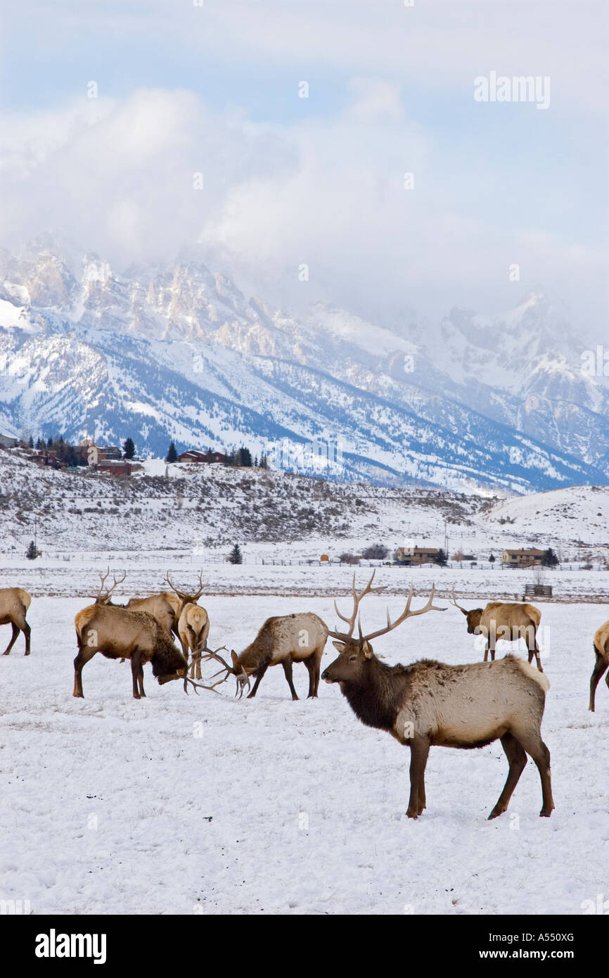 National Elk Refuge Stock Photo